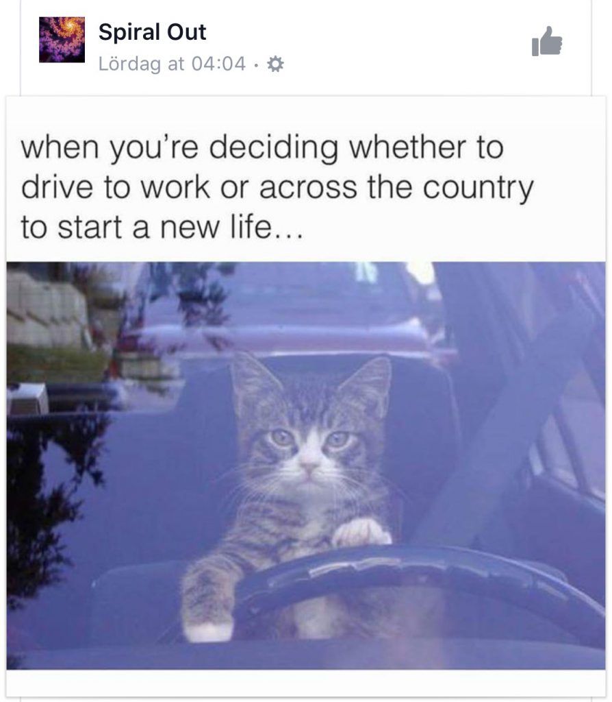 This cat. This expression. This caption. You nailed it Spiral Out.